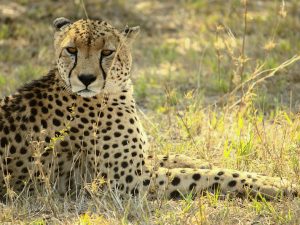 Corre corre... que te pillo!