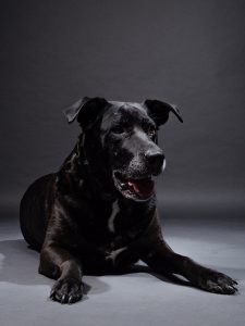 retrato terminado nuk